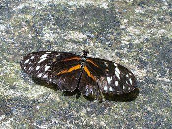 Close-up of butterfly perching on leaf