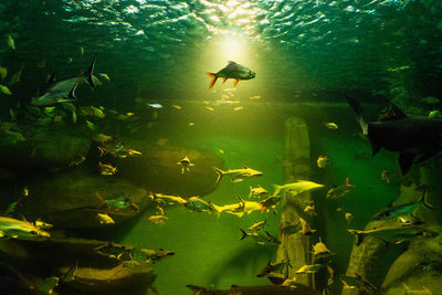 Low angle view of fish swimming in sea