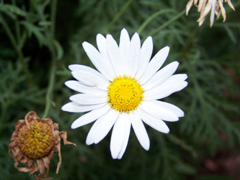 Close-up of white flower