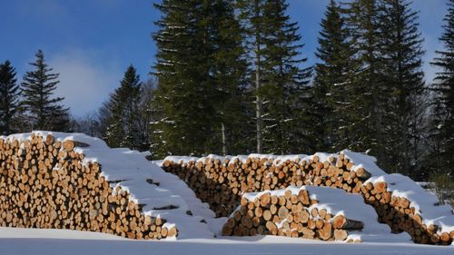 Pine trees in forest during winter