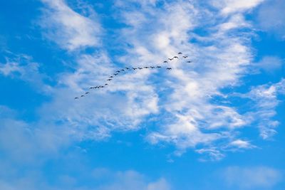Low angle view of birds flying in blue sky