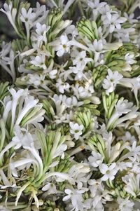 Full frame shot of white flowers