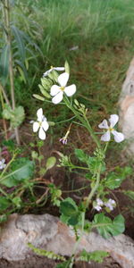 High angle view of white flowers blooming on field