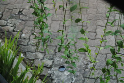 Plants growing in pond