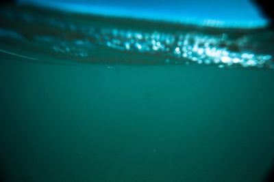 Close-up of jellyfish swimming in sea