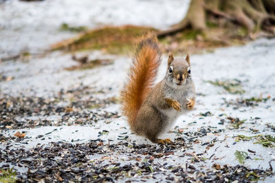 Squirrel on a field