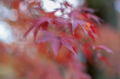 Close-up of red flowers on plant