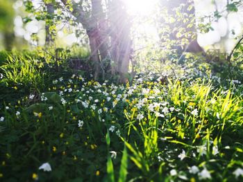 Sunlight streaming through flowering plants on field during sunny day