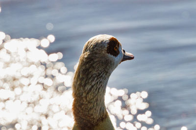 Close-up of bird against lake