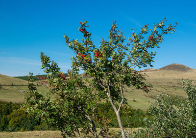 Plants growing on land against blue sky