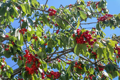 Low angle view of fruits growing on tree