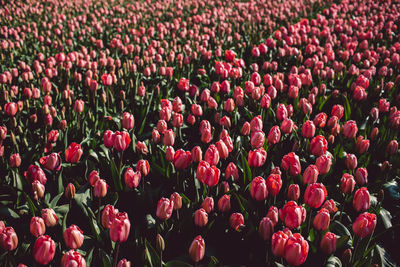 Full frame shot of pink tulips on field