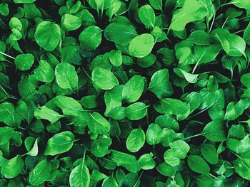 Full frame shot of green leaves