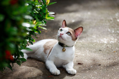 View of a cat looking away