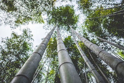 Low angle view of bamboo trees against sky