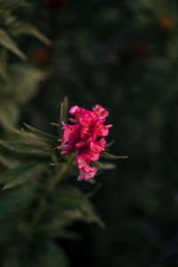 Close-up of pink flower