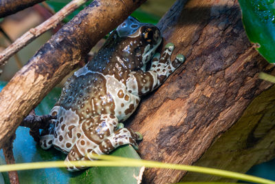 Close up of an amazon milk frog 