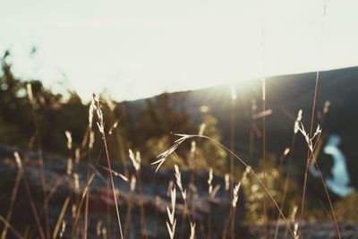 Close-up of plants growing on field against sky