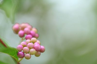 Close-up of flower buds