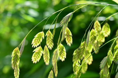 Close-up of fresh green plant