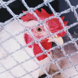 Close-up of rooster in chainlink fence