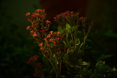 Coral flowers blooming in park at night