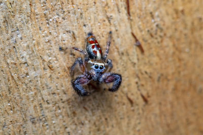 High angle view of spider