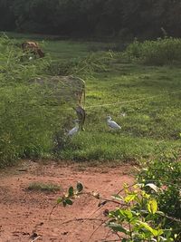 High angle view of gray heron perching on field