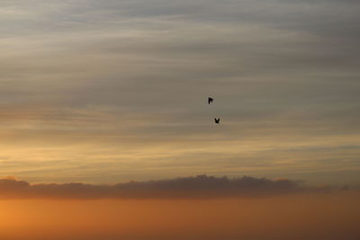 Low angle view of silhouette bird flying against orange sky