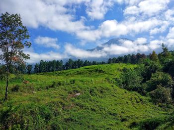 Scenic view of trees on field against sky