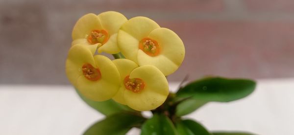 Close-up of yellow flowering plant