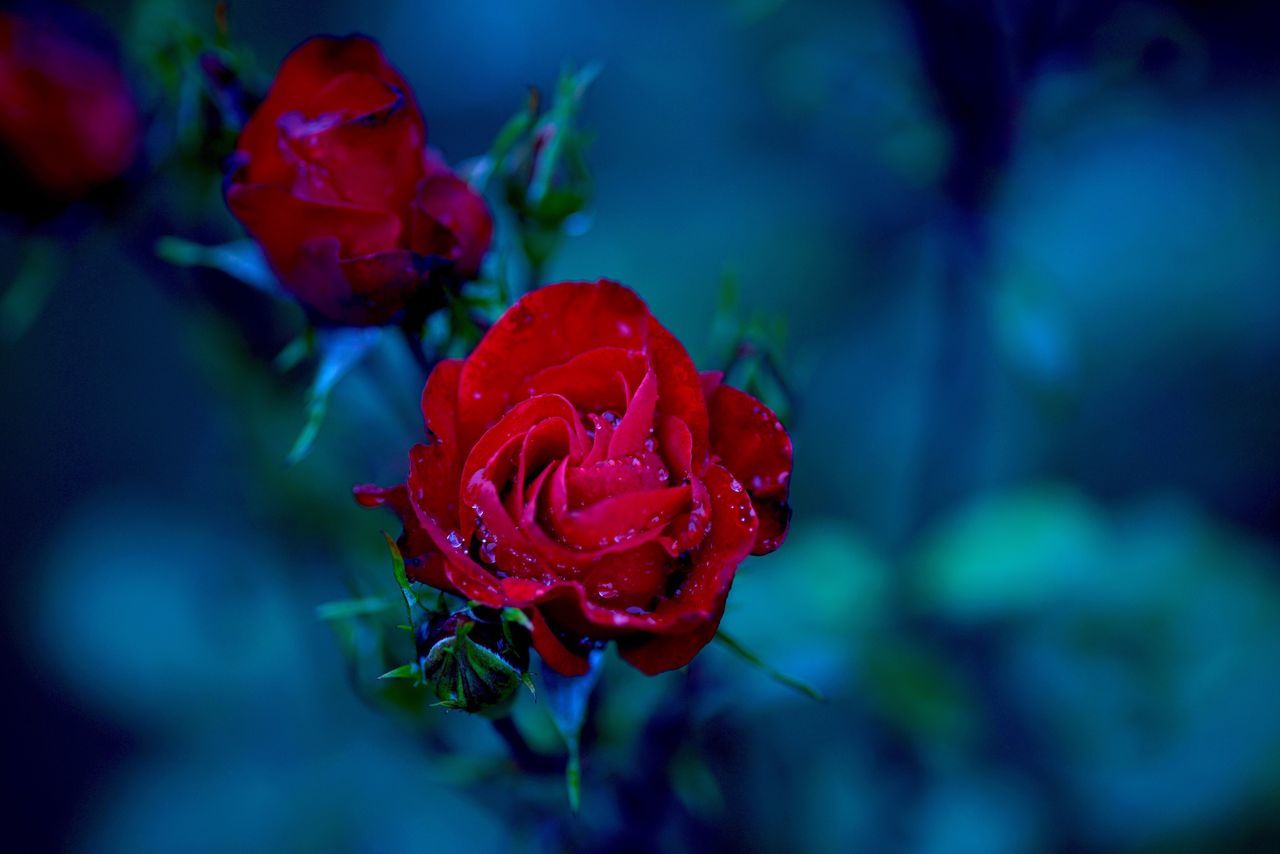 flower, petal, flower head, red, fragility, freshness, rose - flower, close-up, growth, focus on foreground, beauty in nature, single flower, nature, blooming, plant, in bloom, selective focus, rose, single rose, blossom