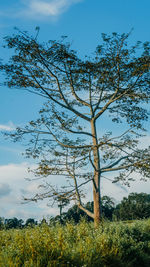 Low angle view of trees on field against sky