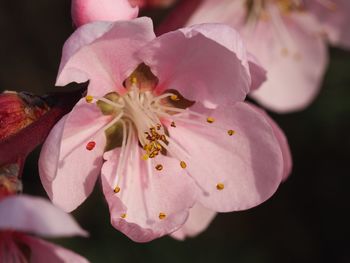 Close-up of pink day lily
