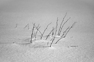 Bare tree on field against clear sky