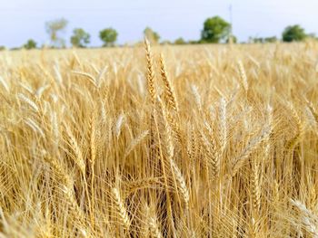 Close-up of stalks in field