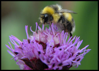 Close-up of bee on purple flower