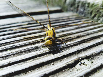 High angle view of insect on metal