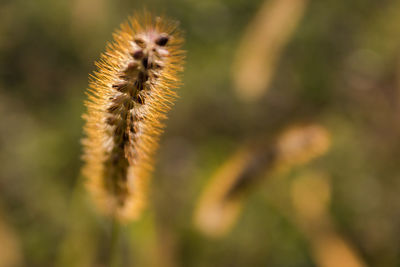 Close-up of plant against blurred background