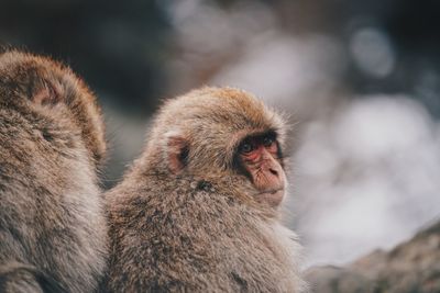 Close-up of monkey looking away