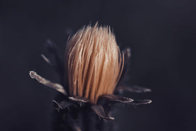 close-up