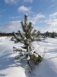 Trees on snow covered field against sky