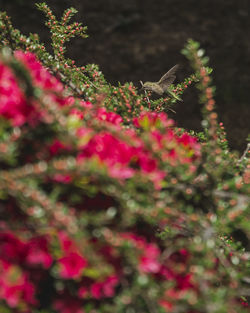 Close-up of bird on plant