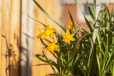 Close-up of yellow flowering plant