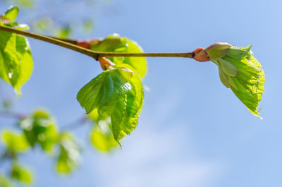 Low angle view of fresh green leaves against sky