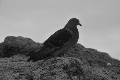 Bird perching on rock