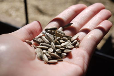 Close-up of hand holding seeds