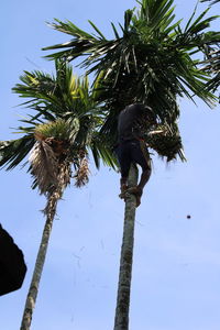 Low angle view of palm tree against clear sky