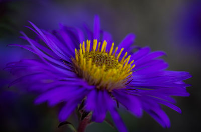 Close-up of purple flower