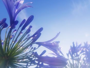 Low angle view of purple flowering plant against clear sky